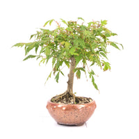 Fächer-Ahorn 'Acer palmatum'