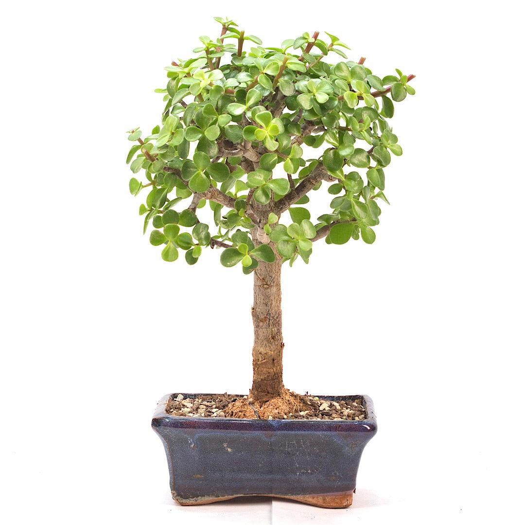 Speckbaum 'Portulacaria afra'