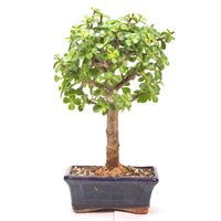 Speckbaum 'Portulacaria afra'