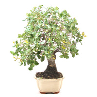 Kork-Eiche 'Quercus suber'