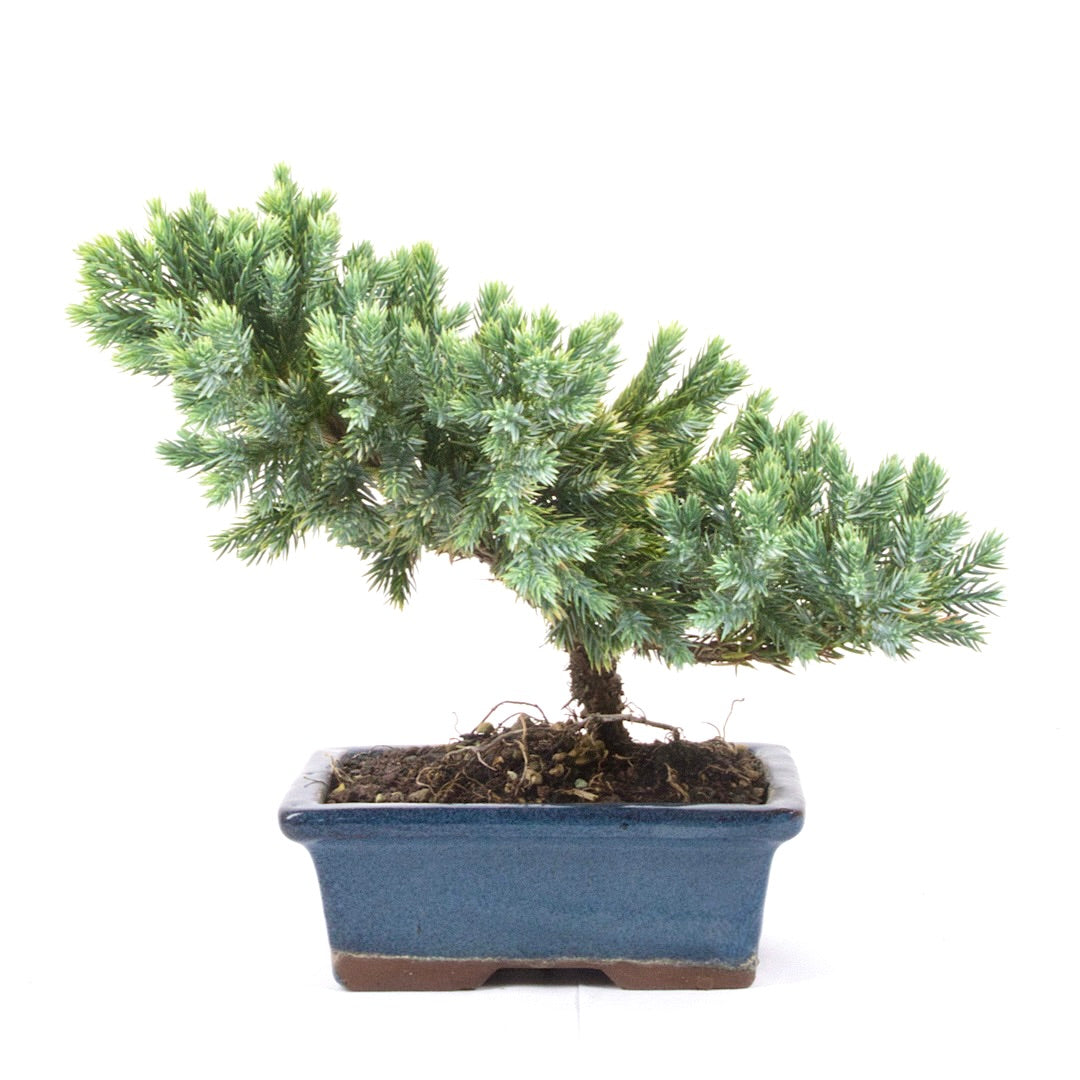 Kissen Wacholder 'Juniperus procumbens Nana'