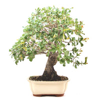 Kork-Eiche 'Quercus suber'