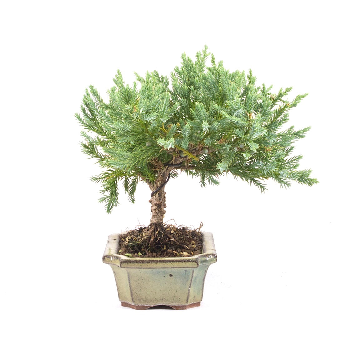Kissen Wacholder 'Juniperus procumbens Nana'