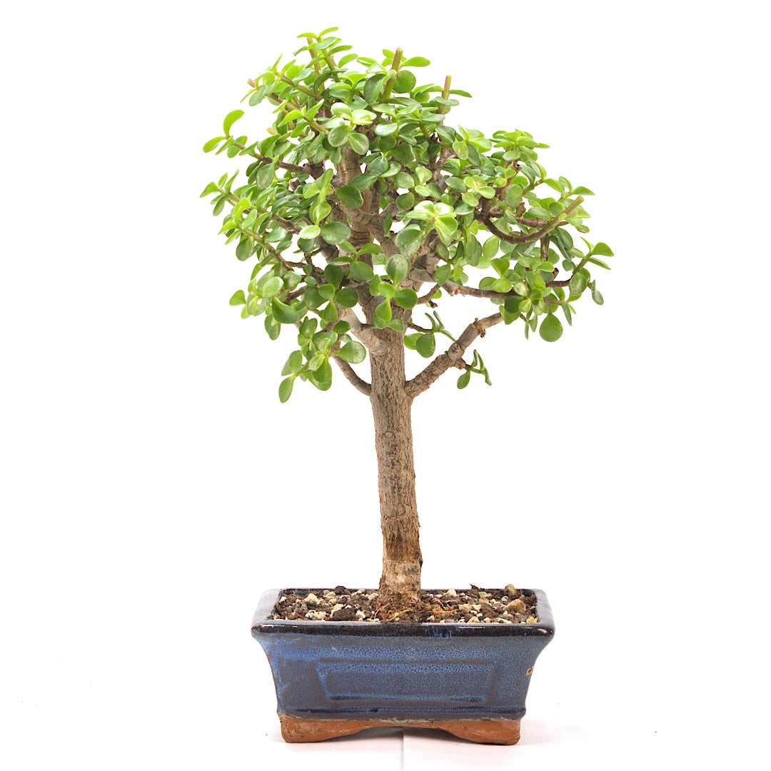 Speckbaum 'Portulacaria afra'
