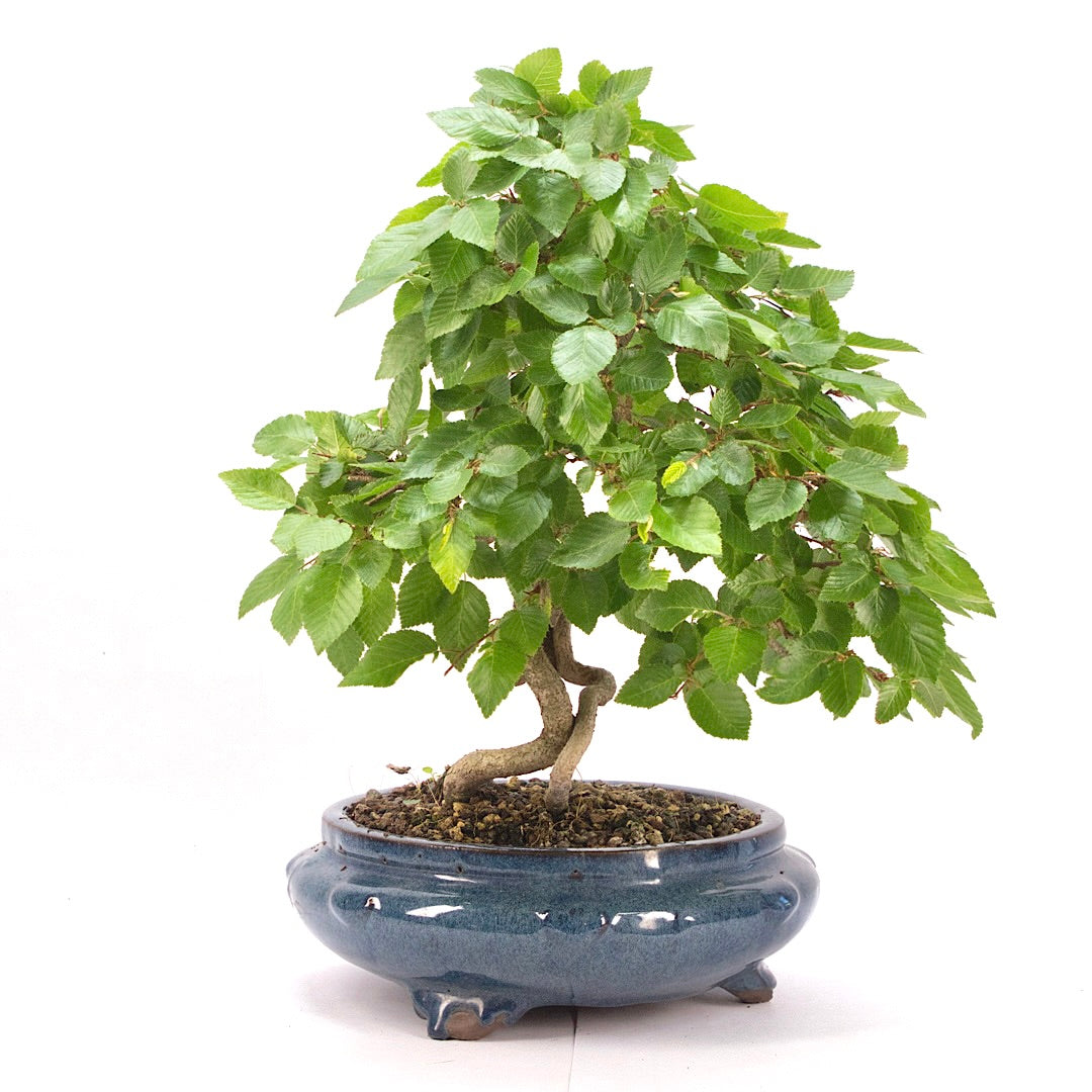 Koreanische Hainbuche ‚Carpinus turczaninowi‘
