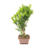 Eibe Hybrid 'Taxus media'