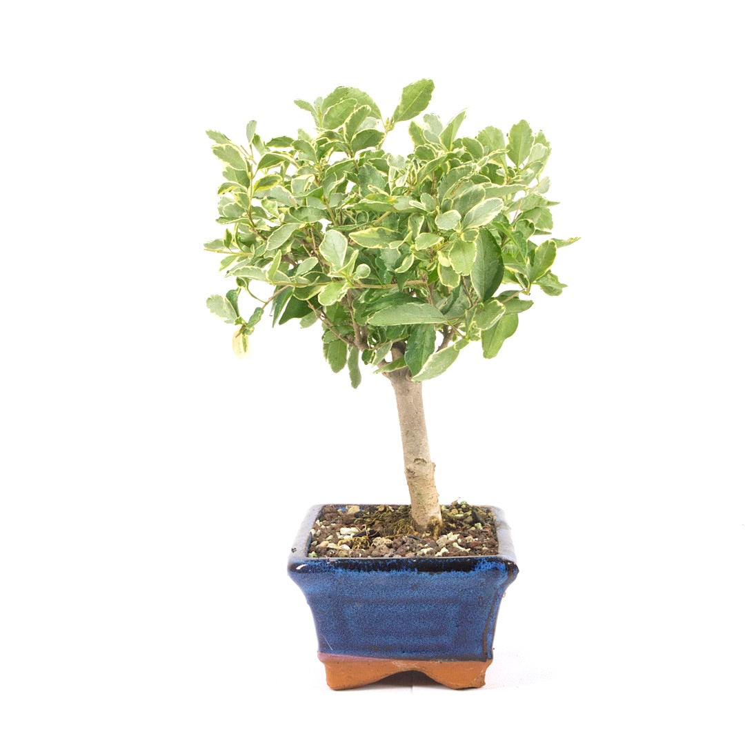 Ovalblättriger Liguster Buntblättrig ‚Ligustrum ovalifolium variegatum‘
