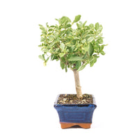 Ovalblättriger Liguster Buntblättrig ‚Ligustrum ovalifolium variegatum‘