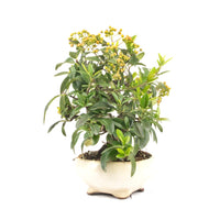 Feuerdorn 'Pyracantha coccinea'