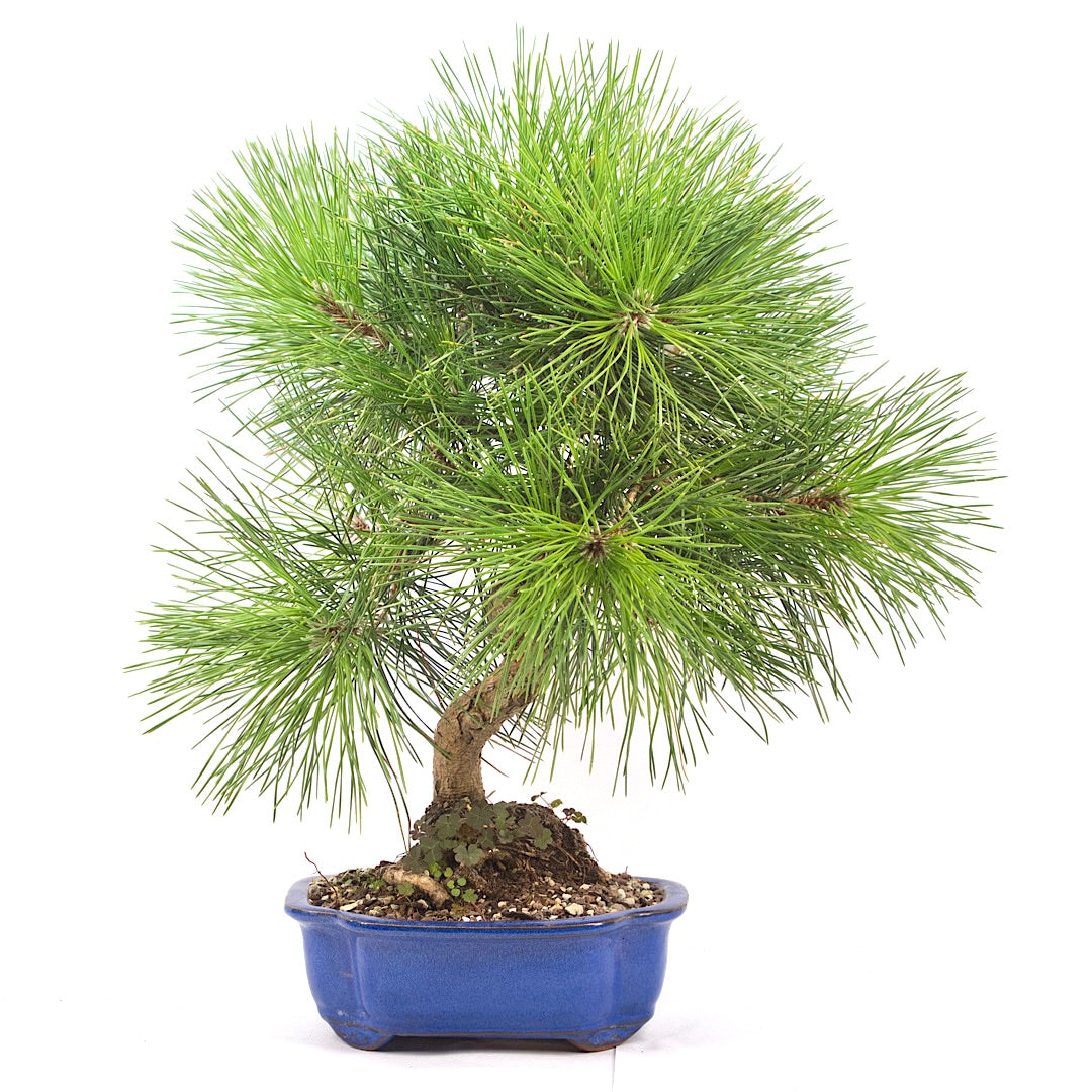 Japanische Schwarzkiefer 'Pinus thunbergii'