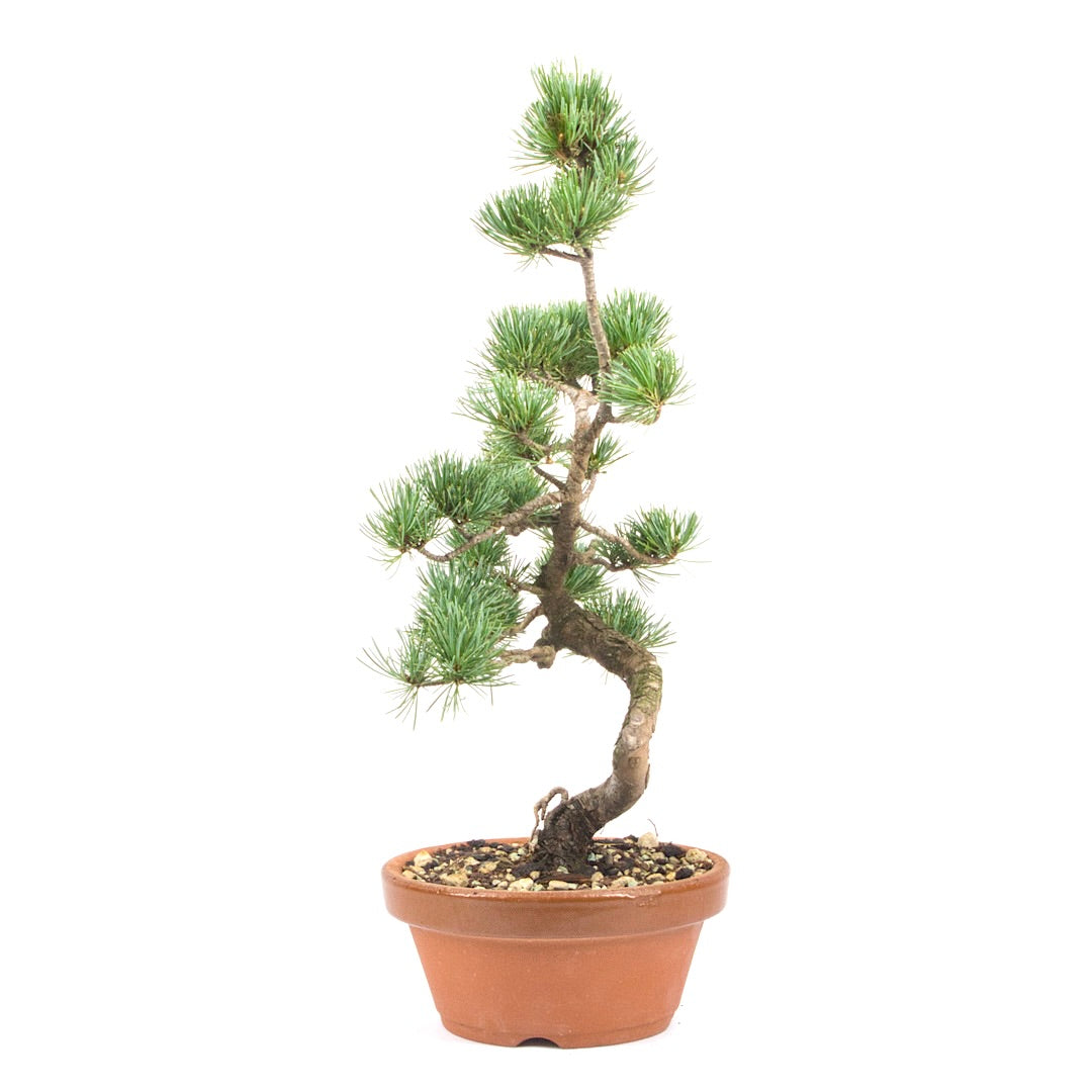 Mädchenkiefer 'Pinus parviflora'