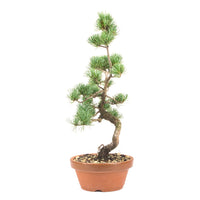 Mädchenkiefer 'Pinus parviflora'