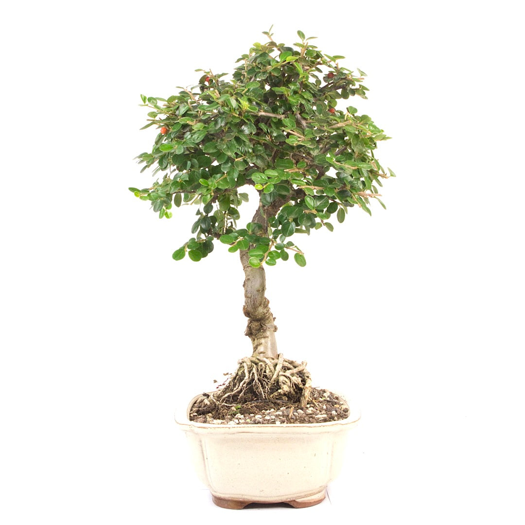 Fächer- Zwergmispel 'Cotoneaster horizontalis'