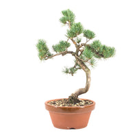 Mädchenkiefer 'Pinus parviflora'