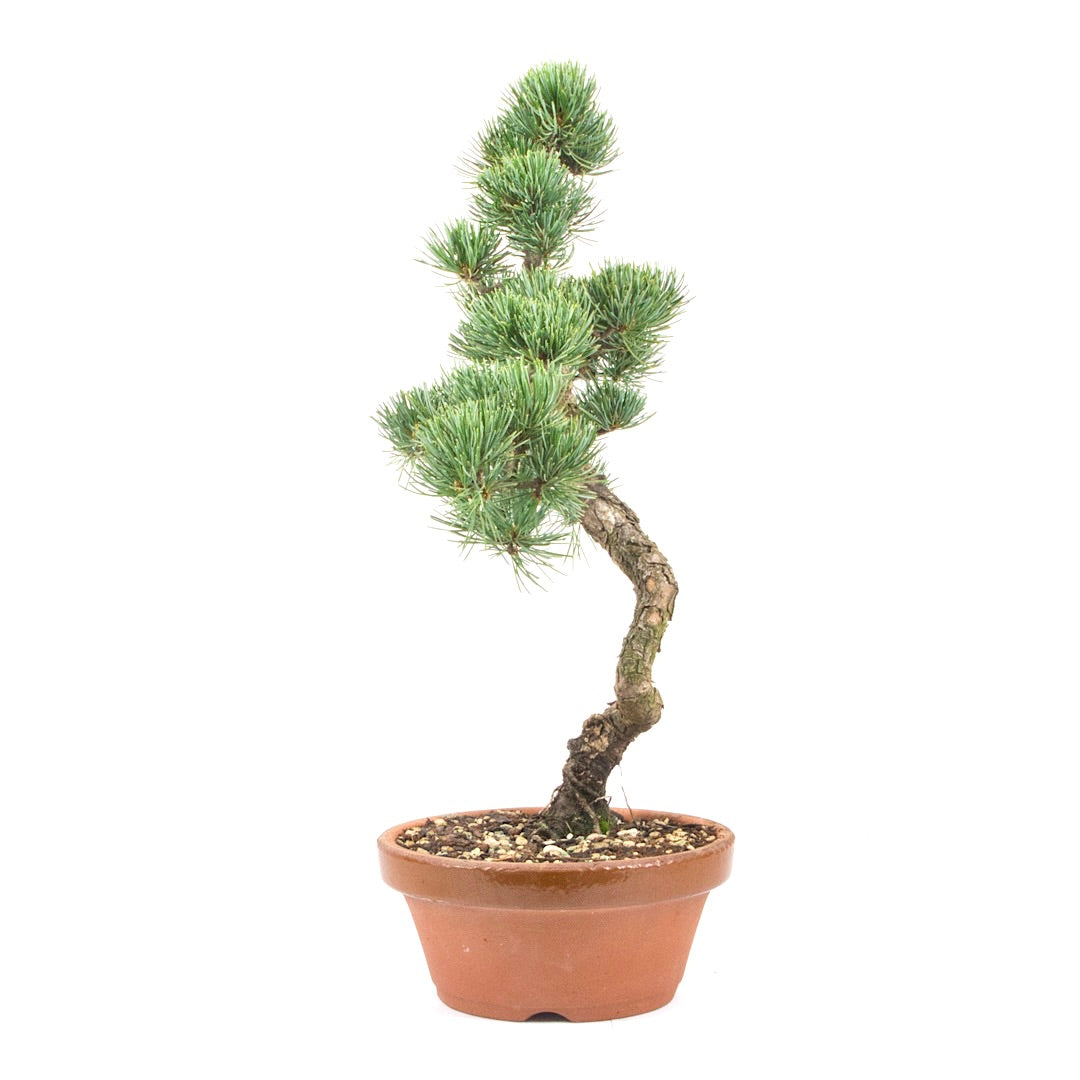 Mädchenkiefer 'Pinus parviflora'