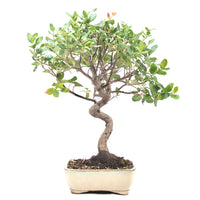 Kork-Eiche 'Quercus suber'
