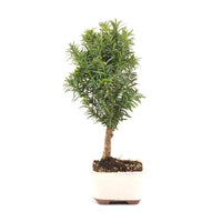 Eibe Hybrid 'Taxus media'
