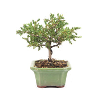 Kissen Wacholder 'Juniperus procumbens Nana'