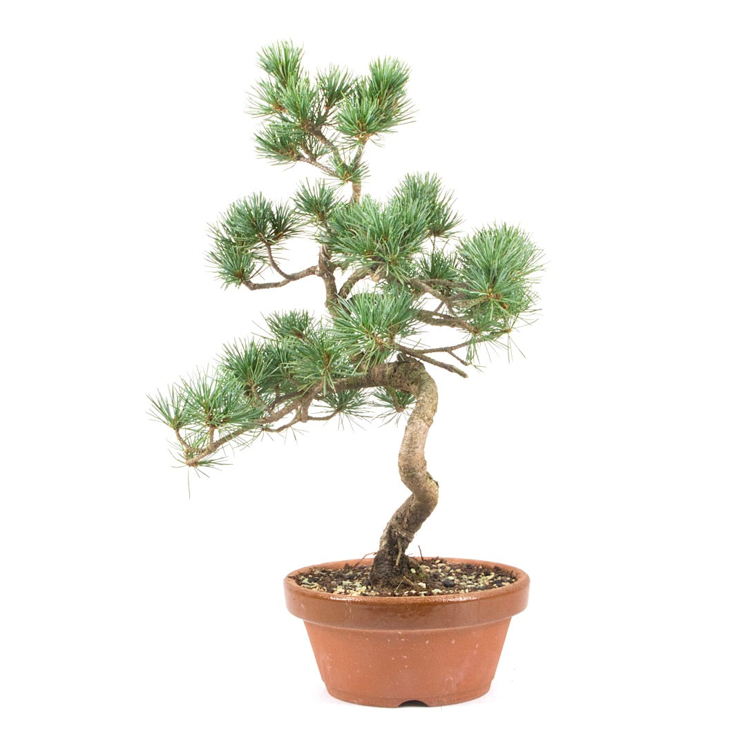 Mädchenkiefer 'Pinus parviflora'