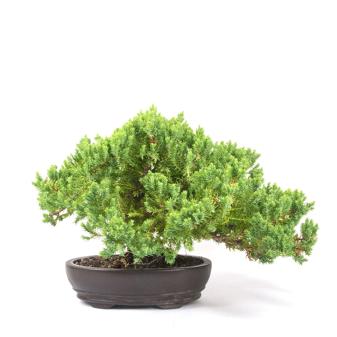Kissen Wacholder 'Juniperus procumbens Nana'