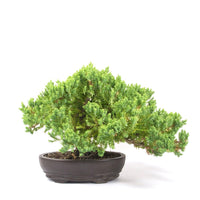 Kissen Wacholder 'Juniperus procumbens Nana'