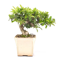 Feuerdorn 'Pyracantha coccinea'
