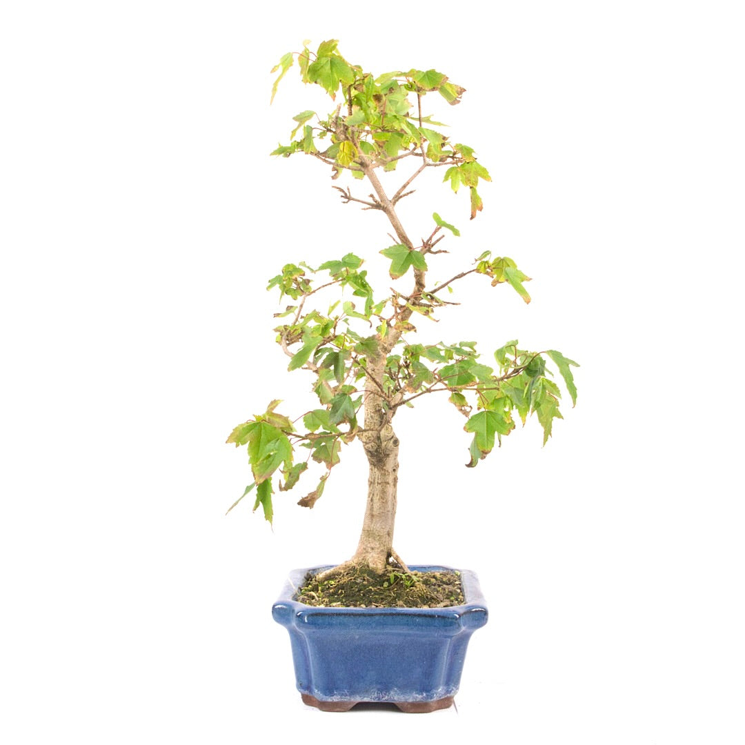 Dreispitz-Ahorn 'Acer buergerianum'