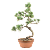Mädchenkiefer 'Pinus parviflora'