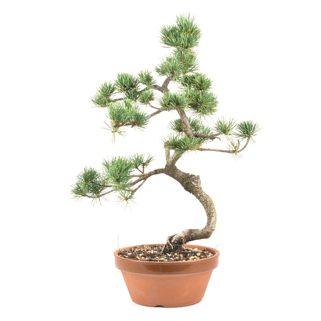 Mädchenkiefer 'Pinus parviflora'