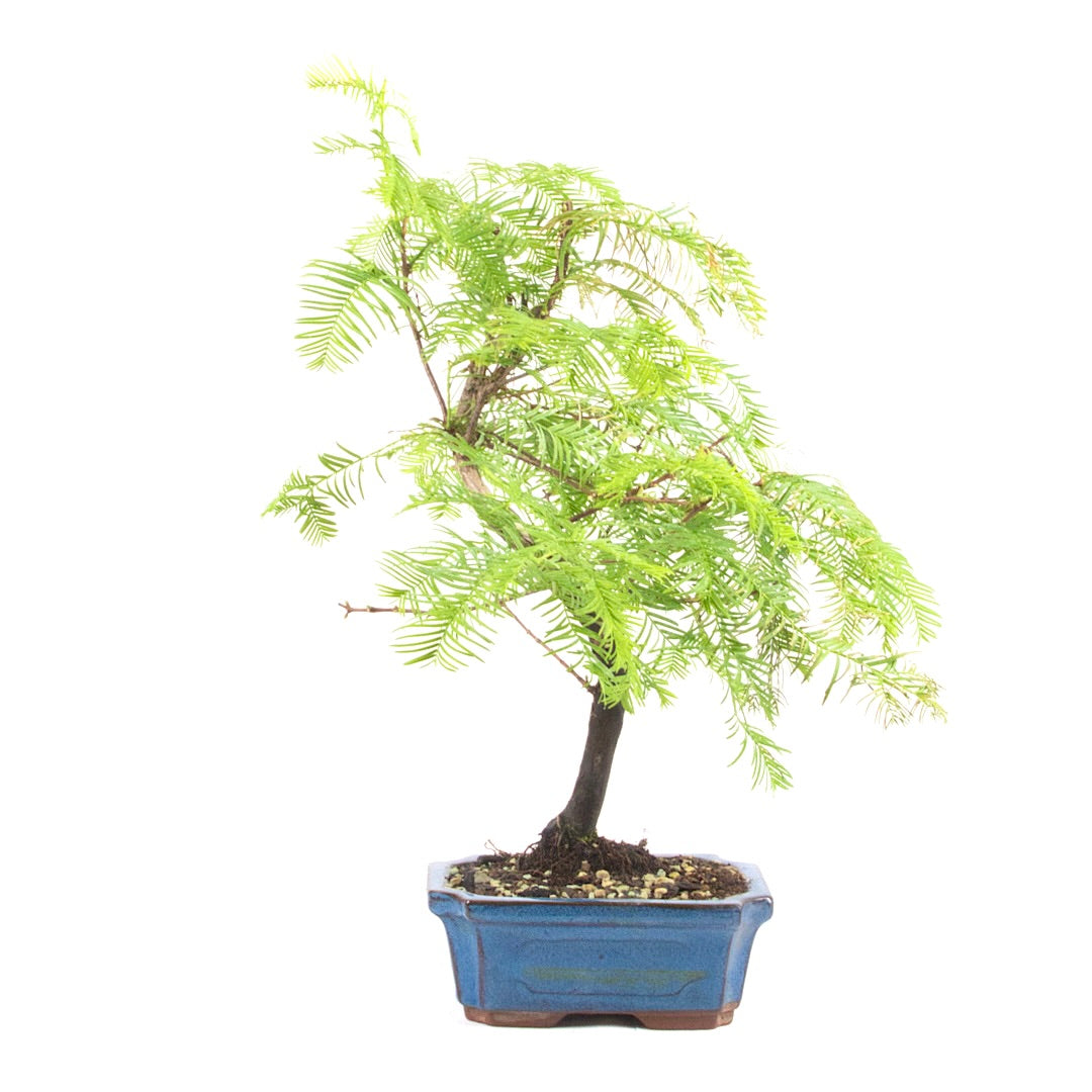 Urwelt Mammutbaum 'Metasequoia glyptostroboides'
