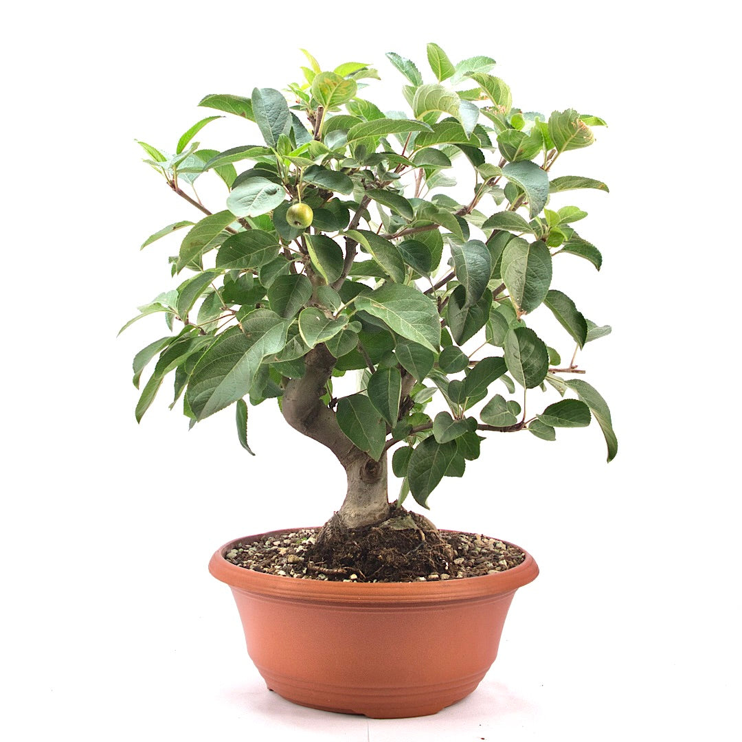 Zierapfel 'Malus spec.'