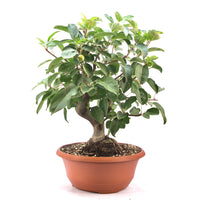 Zierapfel 'Malus spec.'