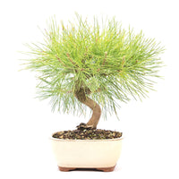 Japanische Schwarzkiefer 'Pinus thunbergii'