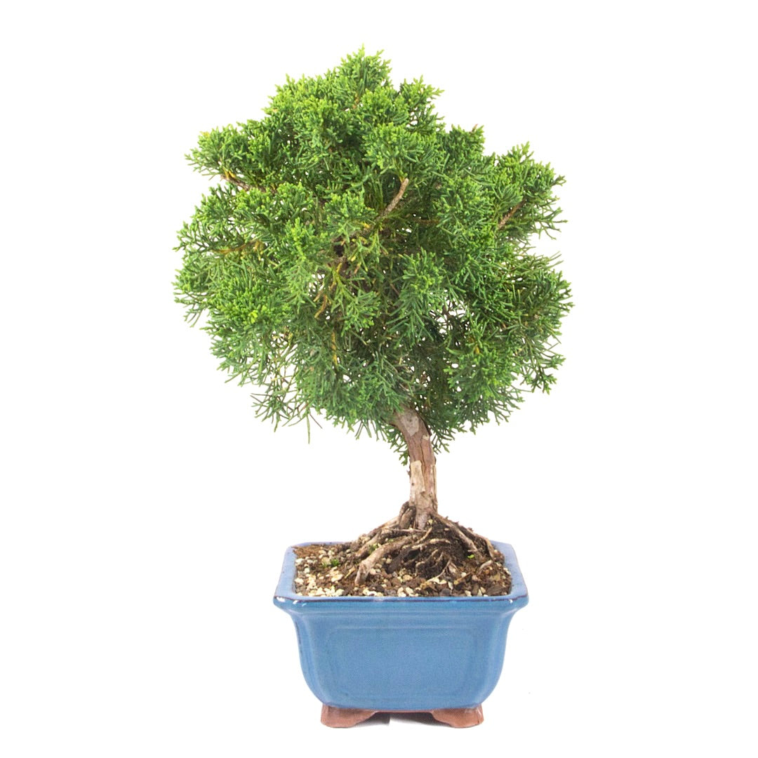 Chinesischer Wacholder 'Juniperus chinensis kyushu'