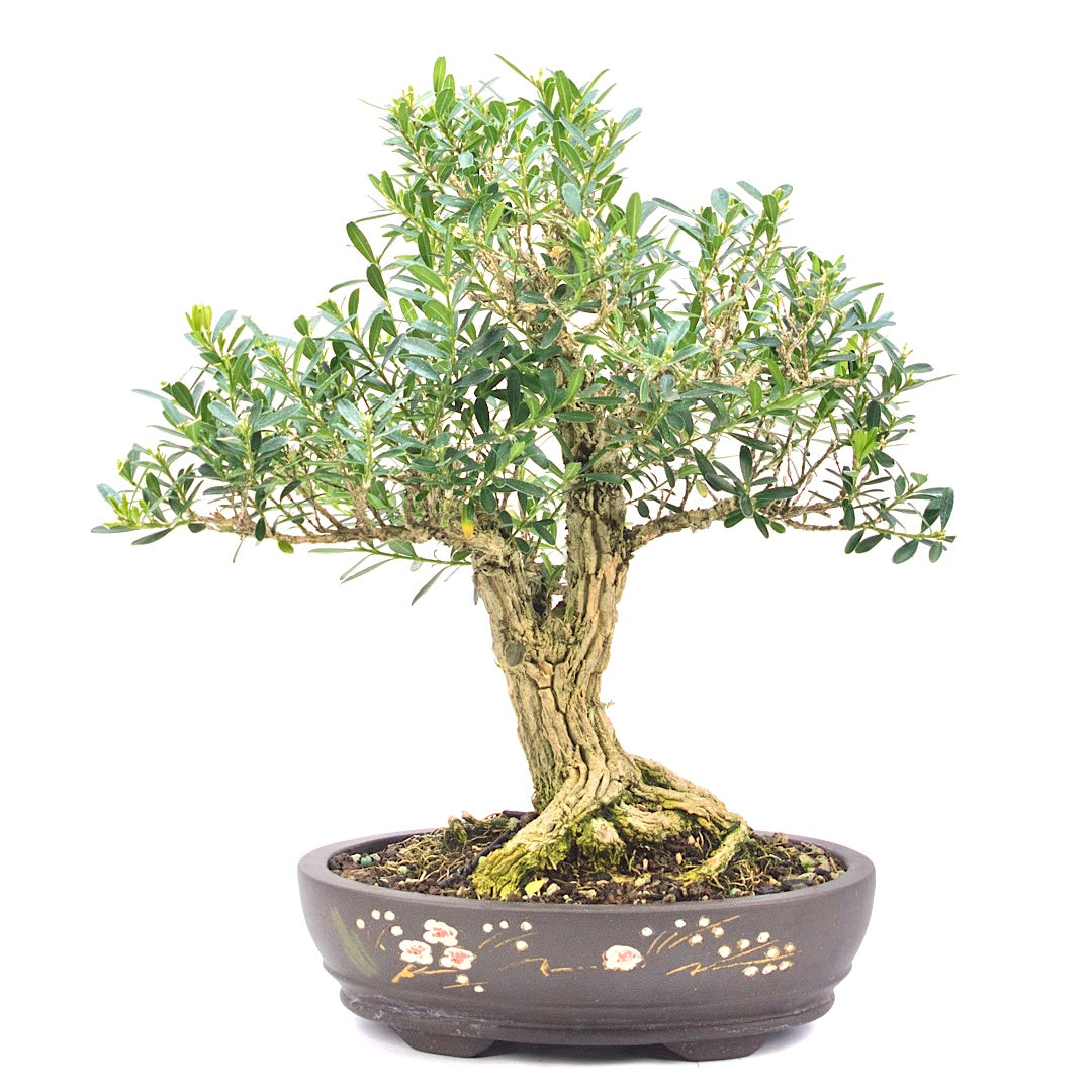 Chinesischer Buchsbaum 'Buxus harlandii'