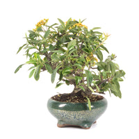 Feuerdorn 'Pyracantha coccinea'