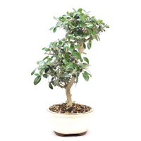 Wild-Olive 'Olea europaea sylvestris '