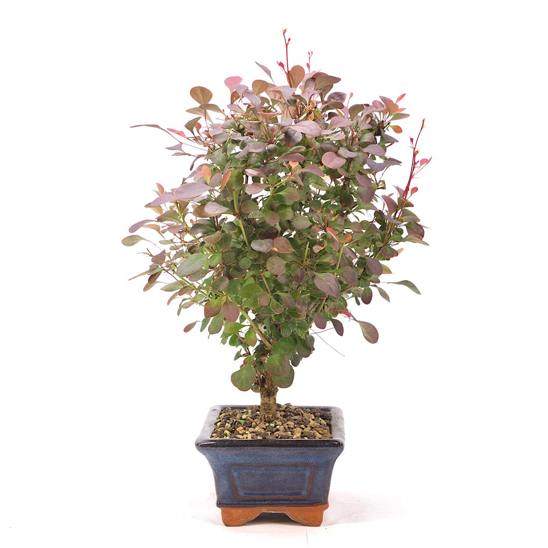 Blutberberitze 'Berberis thunbergii 'Atropurpurea'