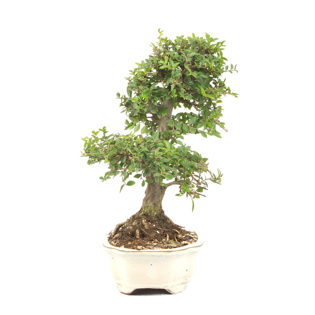 Japanische Ulme 'Ulmus japonica'