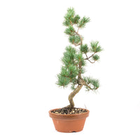 Mädchenkiefer 'Pinus parviflora'