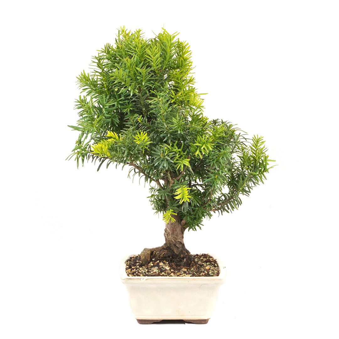 Eibe Hybrid 'Taxus media'