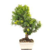 Eibe Hybrid 'Taxus media'