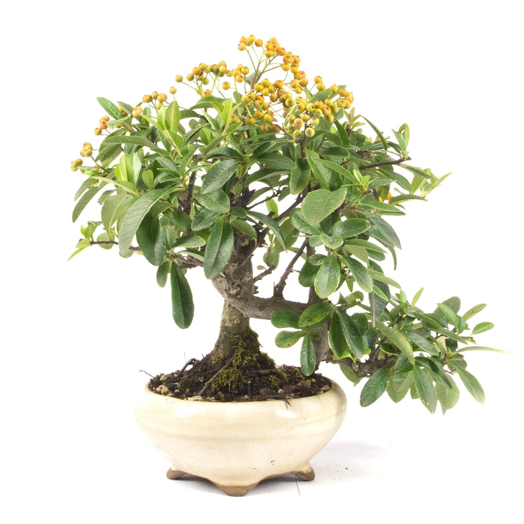 Feuerdorn 'Pyracantha coccinea'