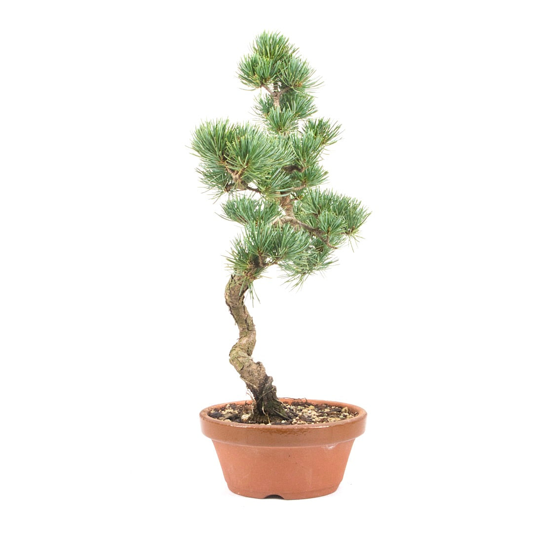 Mädchenkiefer 'Pinus parviflora'