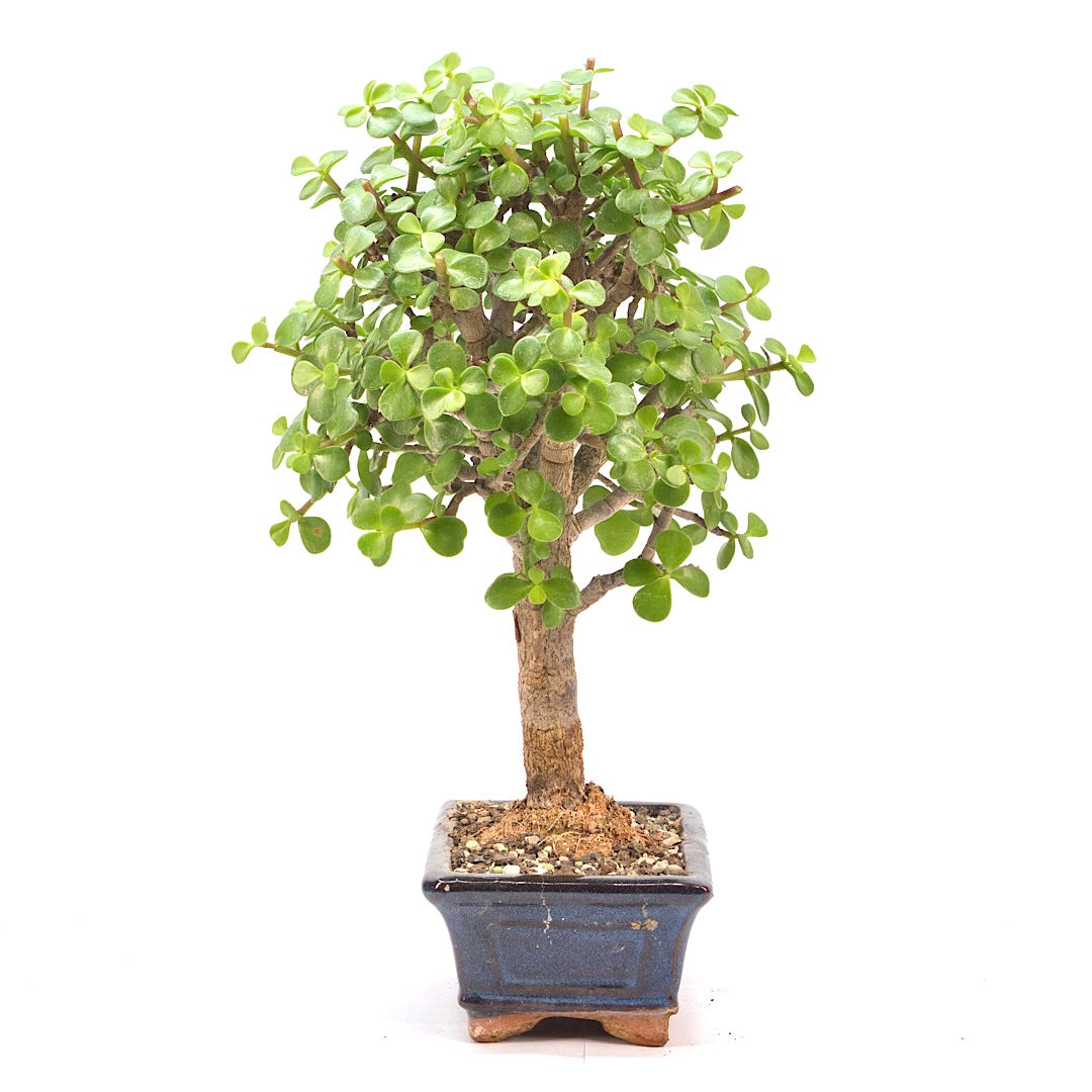 Speckbaum 'Portulacaria afra'