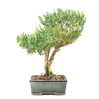 Chinesischer Buchsbaum 'Buxus harlandii'
