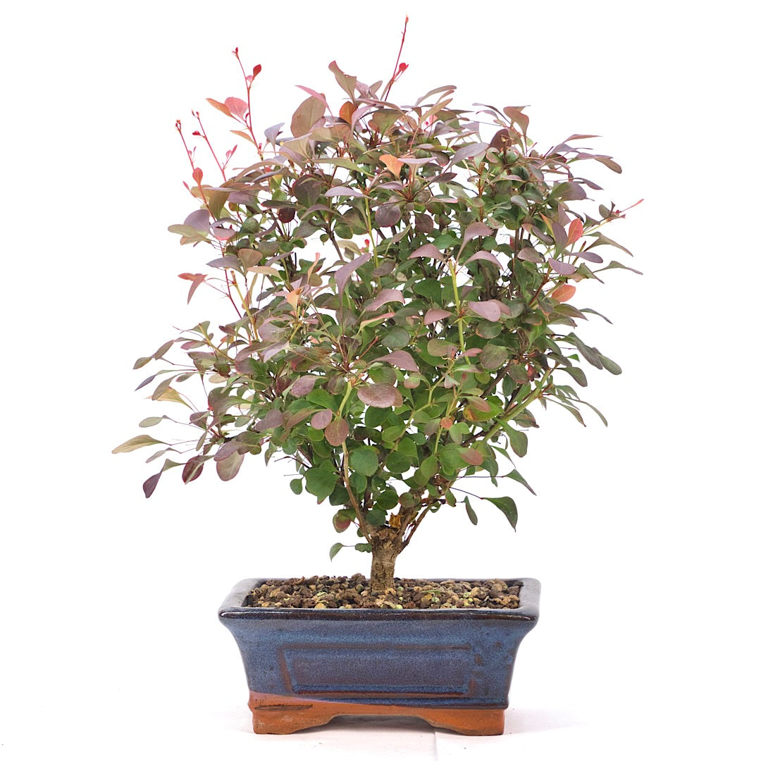 Blutberberitze 'Berberis thunbergii 'Atropurpurea'