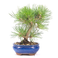 Japanische Schwarzkiefer 'Pinus thunbergii'