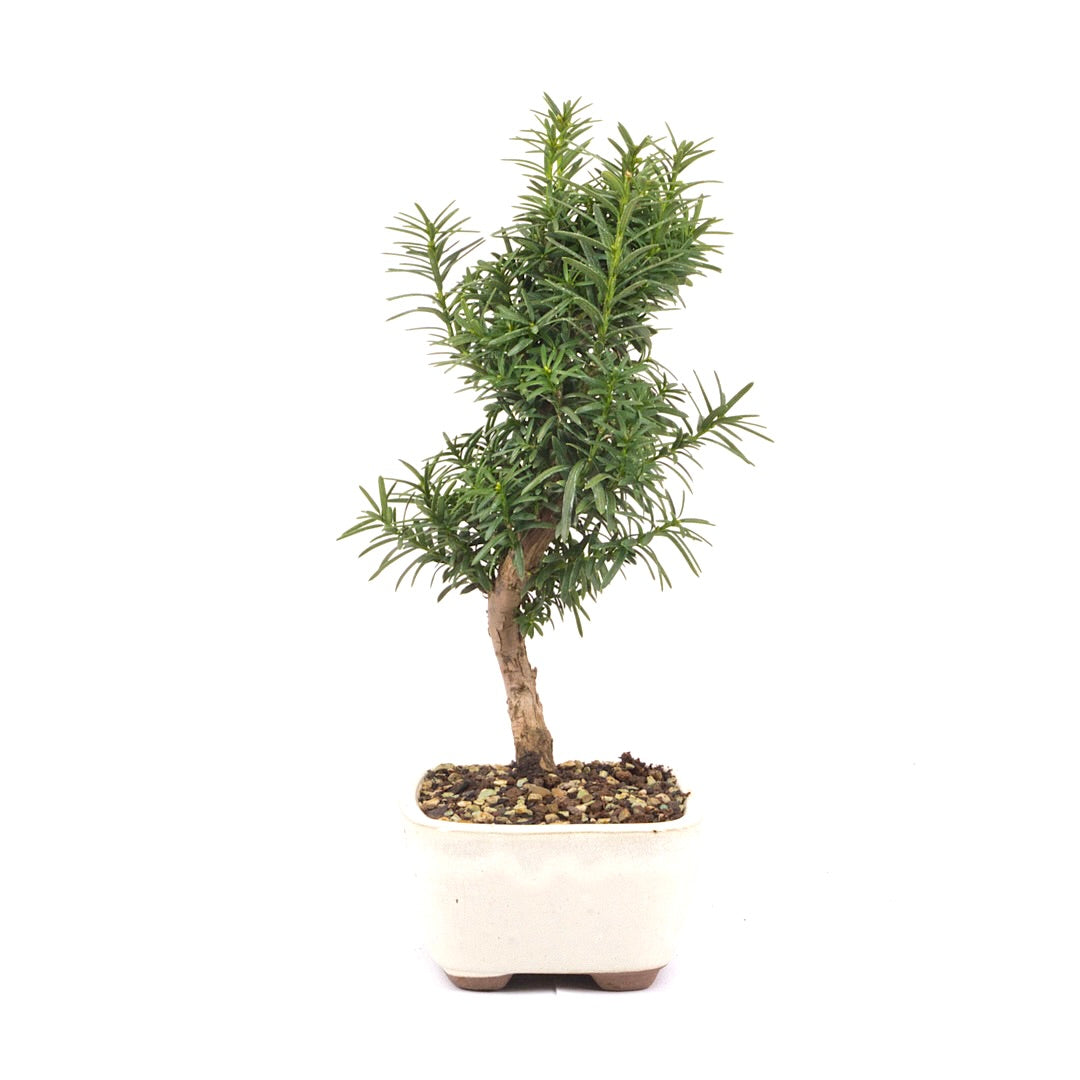 Eibe Hybrid 'Taxus media'