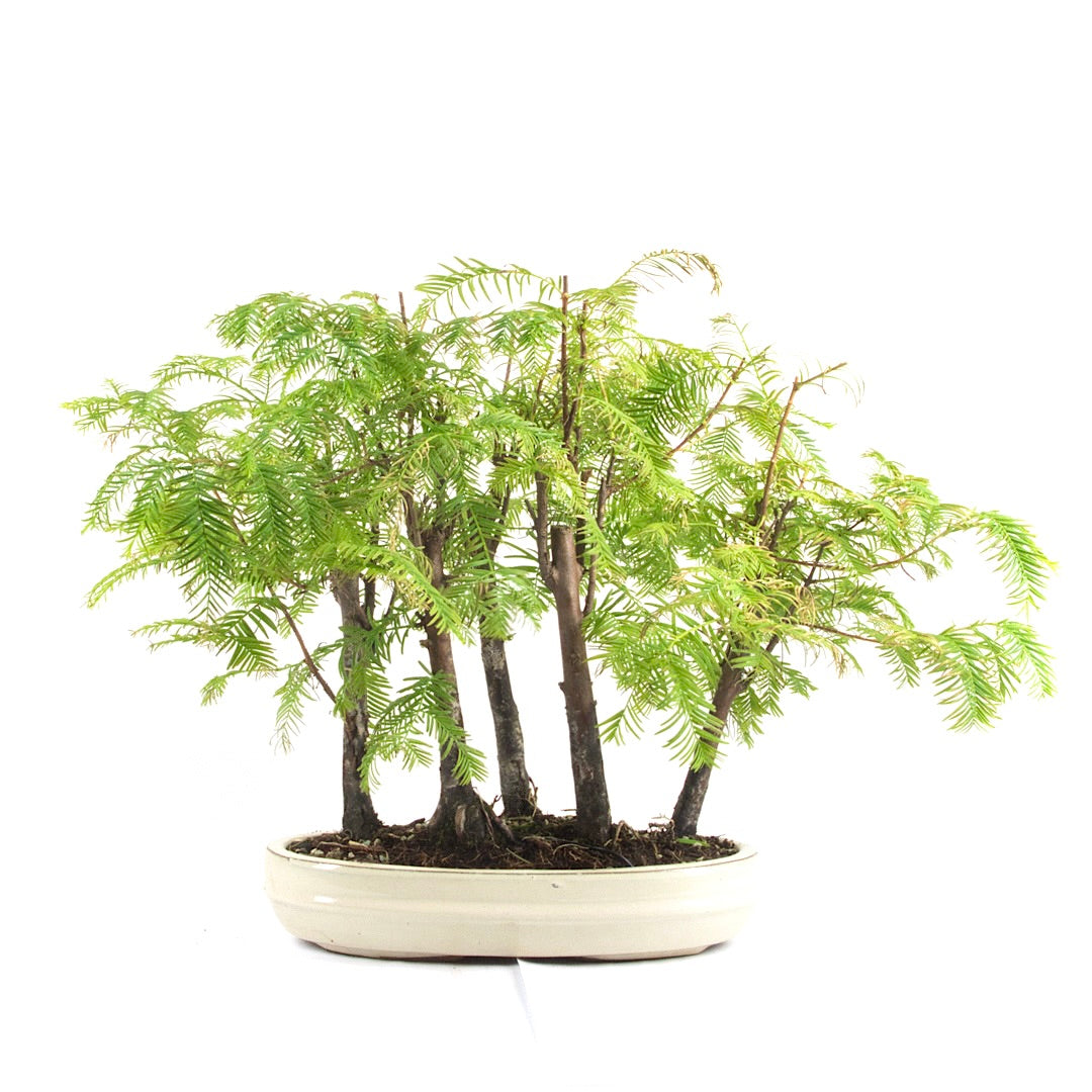 Urwelt Mammutbaum Wald 'Metasequoia glyptostroboides'